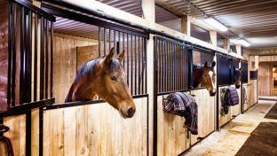 A stable interior features multiple horses in separate wooden stalls, highlighting a structured and caring environment for them.