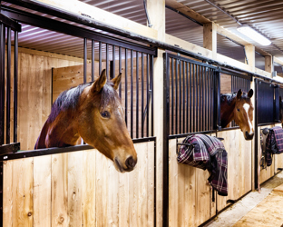 What is Rain Rot in Horses?