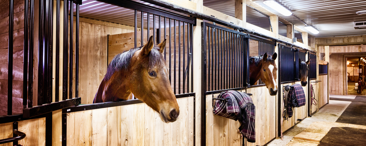 A stable interior features multiple horses in separate wooden stalls, highlighting a structured and caring environment for them.