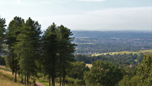A scenic view from a forested hillside path shows tall pine trees in the foreground and a winding dirt trail cutting through grassy terrain.