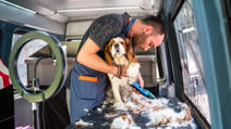 Dog grooming