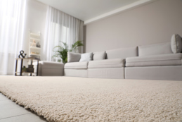 A clean, light beige low-pile carpet in a modern living room with a light gray sofa and white curtains