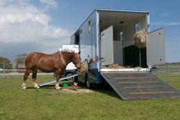 Horse standing next to a blue horsebox on a grassy field, eating hay from a net.