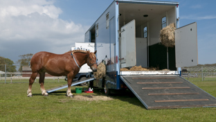 Horse standing next to a blue horsebox on a grassy field, eating hay from a net.
