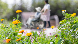 Caregiver pushing an elderly person in a wheelchair along a garden path, surrounded by blooming flowers during a peaceful outdoor stroll