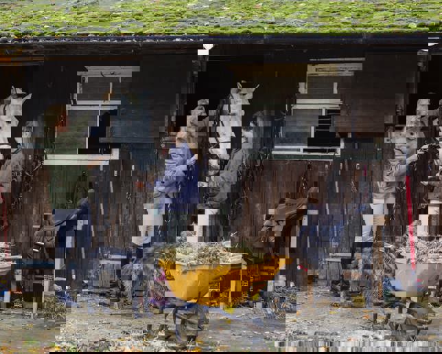 Checking up on Horse 