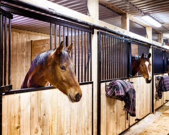 Row of horses looking out from wooden stable stalls with blankets hanging on the doors