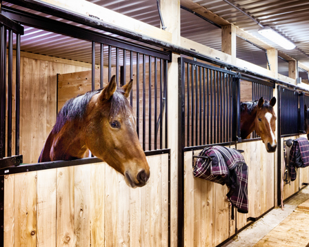 Row of horses looking out from wooden stable stalls with blankets hanging on the doors