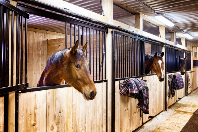 Row of horses looking out from wooden stable stalls with blankets hanging on the doors