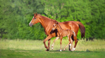 Mare with foal 