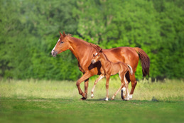 Mare with foal 