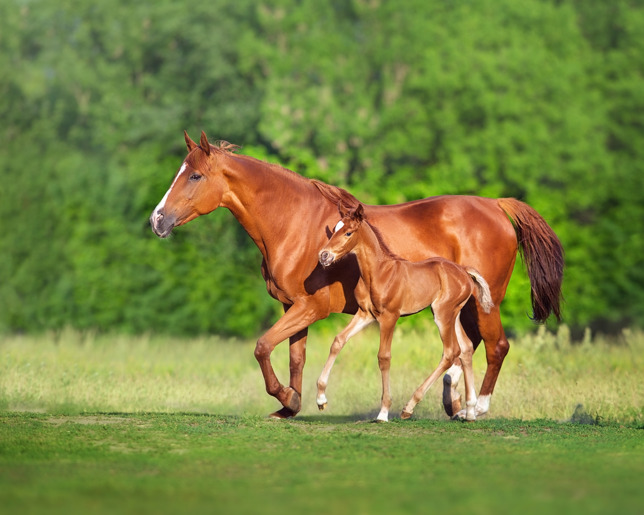 Mare with foal 