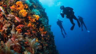 Three scuba divers beside a coral reef