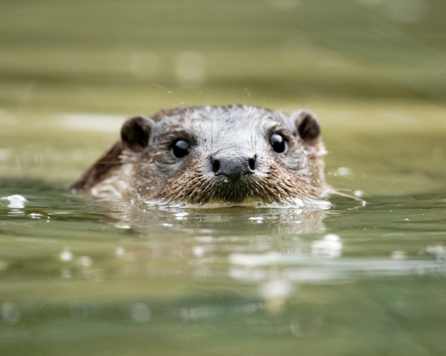 An otter swimming in a river