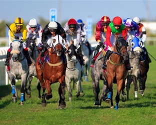 High standards, low costs: horse-care tips inspired by Cheltenham