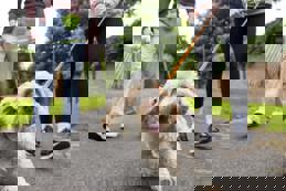 Excitable Goldendoodle Enjoying a Walk in the Park