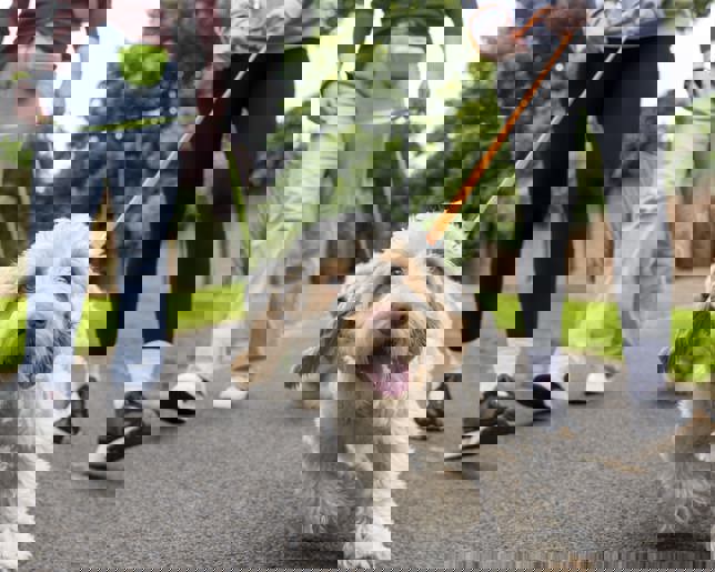 Excitable Goldendoodle Enjoying a Walk in the Park