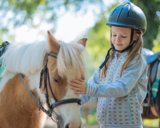 Guide to Horse Care
