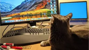 A grey cat lounges on a cardboard box in front of a home office setup, looking at a large desktop monitor.