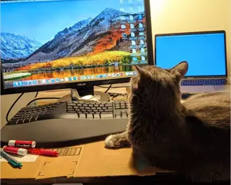 A grey cat lounges on a cardboard box in front of a home office setup, looking at a large desktop monitor.
