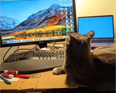 A grey cat lounges on a cardboard box in front of a home office setup, looking at a large desktop monitor.