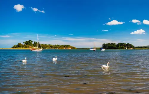 A scenic lake with calm waters where four white swans float peacefully in the foreground.
