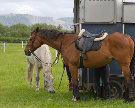 Saddled bay horse tied to a blue trailer while a grey pony grazes beside it in a green field with low hills beyond