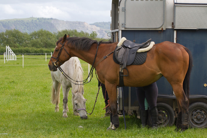 Saddled bay horse tied to a blue trailer while a grey pony grazes beside it in a green field with low hills beyond