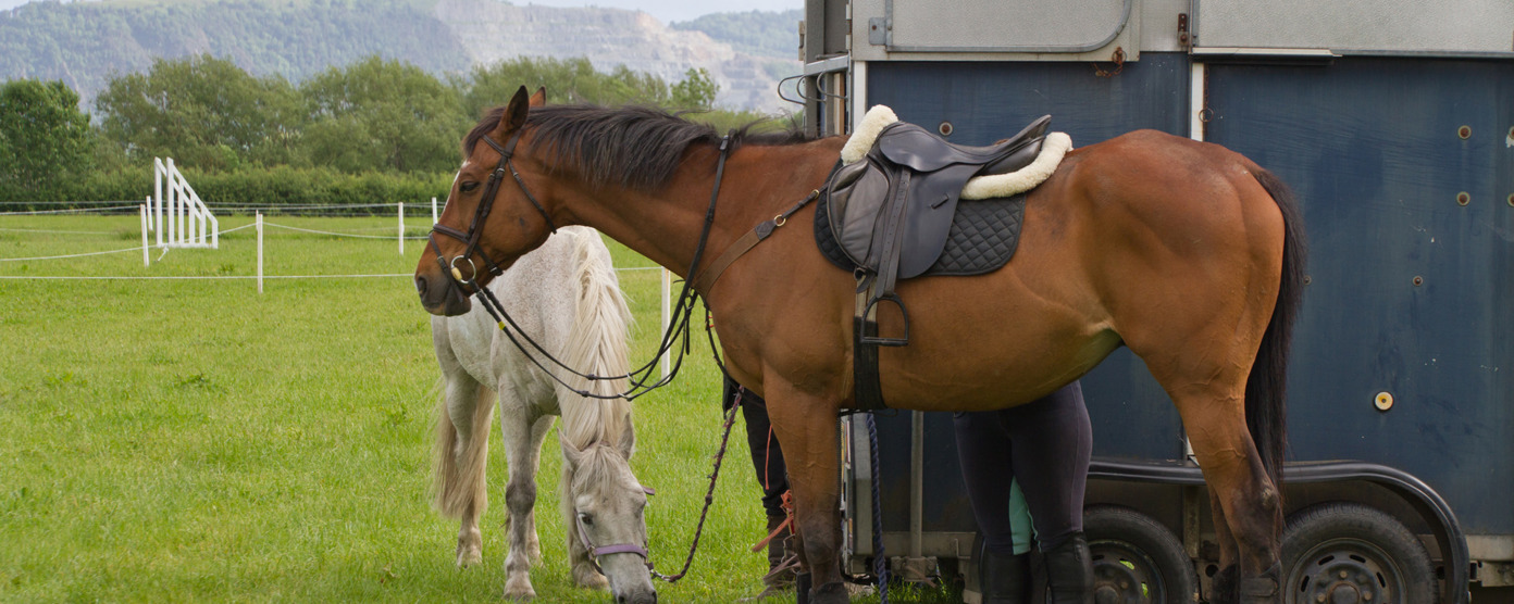 Saddled bay horse tied to a blue trailer while a grey pony grazes beside it in a green field with low hills beyond