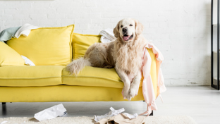 A Golden Retriever is sprawled on a messy yellow couch, amidst a room filled with scattered belongings.
