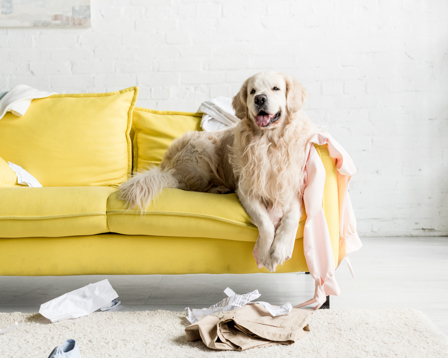 A Golden Retriever is sprawled on a messy yellow couch, amidst a room filled with scattered belongings.