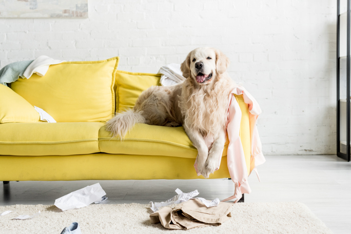 A Golden Retriever is sprawled on a messy yellow couch, amidst a room filled with scattered belongings.