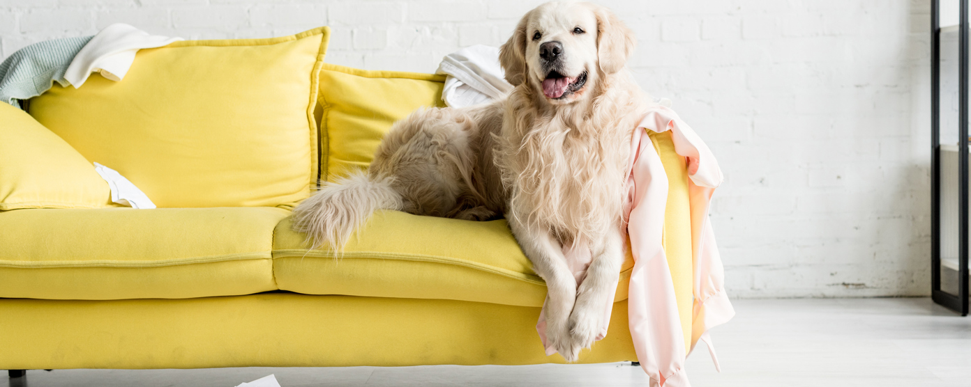 A Golden Retriever is sprawled on a messy yellow couch, amidst a room filled with scattered belongings.