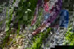  Woman hoeing weeds in vegetable garden with hand fork and mattock.