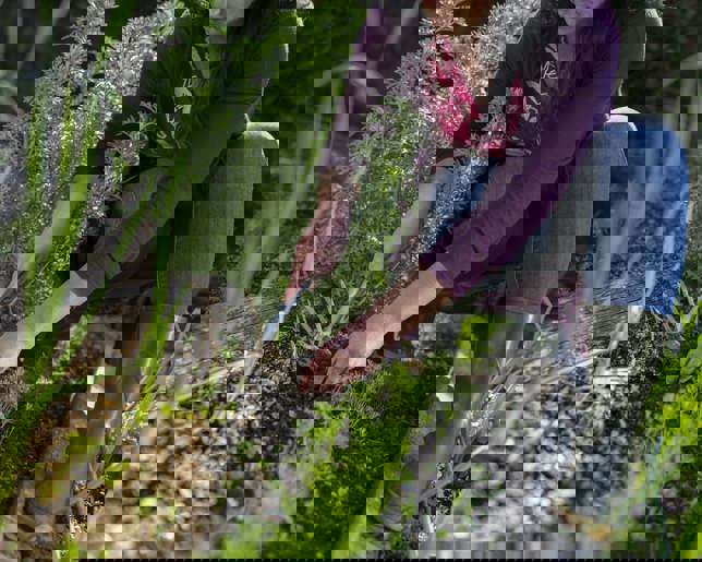  Woman hoeing weeds in vegetable garden with hand fork and mattock.