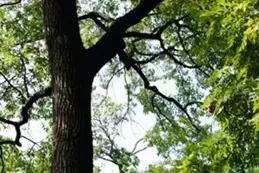 A close-up view of the trunk and branches of a large, leafy tree.