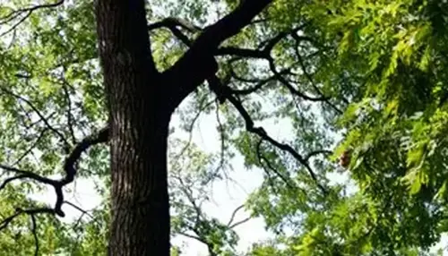 A close-up view of the trunk and branches of a large, leafy tree.
