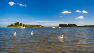 Swans glide on calm water near Arne, Dorset, with sailboats and tree-lined islands under a bright blue sky