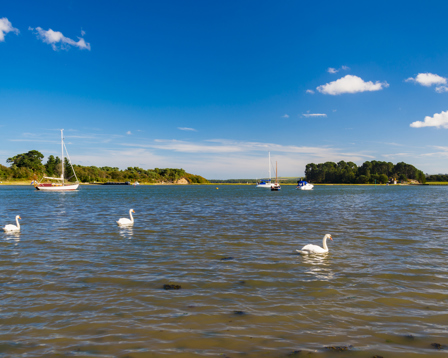 Swans glide on calm water near Arne, Dorset, with sailboats and tree-lined islands under a bright blue sky
