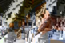 Multiple horses in stable