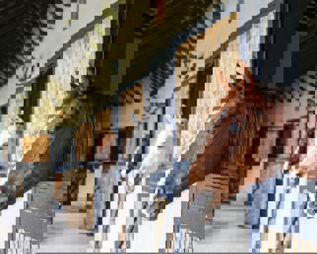 Multiple horses in stable