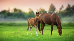 A mare and her foal are seen grazing in a bright green pasture, illuminated by the warm hues of sunset.