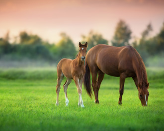 A mare and her foal are seen grazing in a bright green pasture, illuminated by the warm hues of sunset.