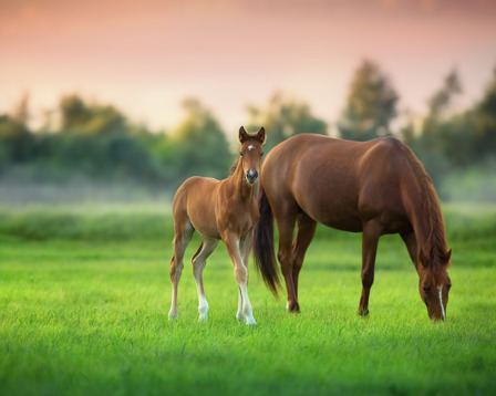 A mare and her foal are seen grazing in a bright green pasture, illuminated by the warm hues of sunset.