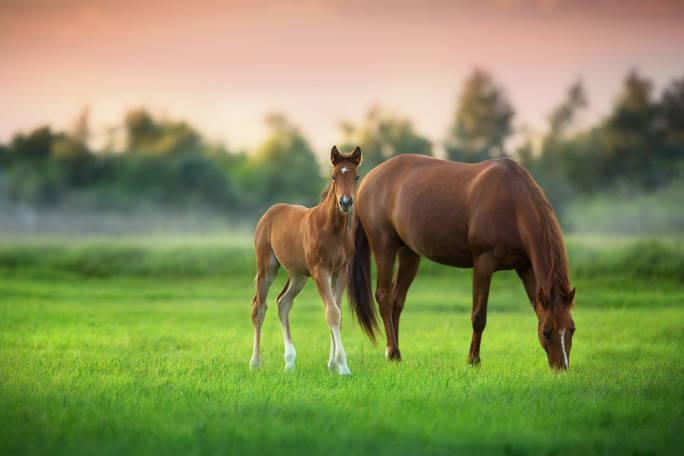 A mare and her foal are seen grazing in a bright green pasture, illuminated by the warm hues of sunset.