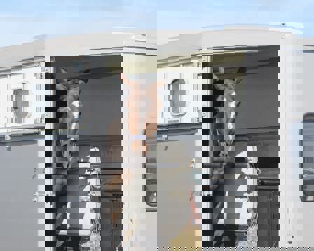 Transport trailer with horse