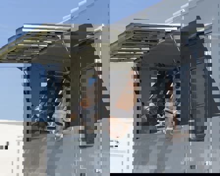 Horses in transport trailer