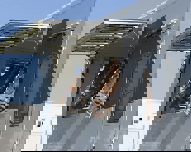 Horses in transport trailer