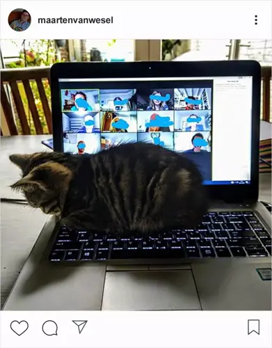 A tabby kitten is curled up asleep on a laptop keyboard during a video call with multiple participants.