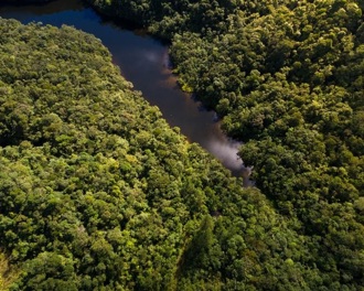 Aerial view of a rainforest
